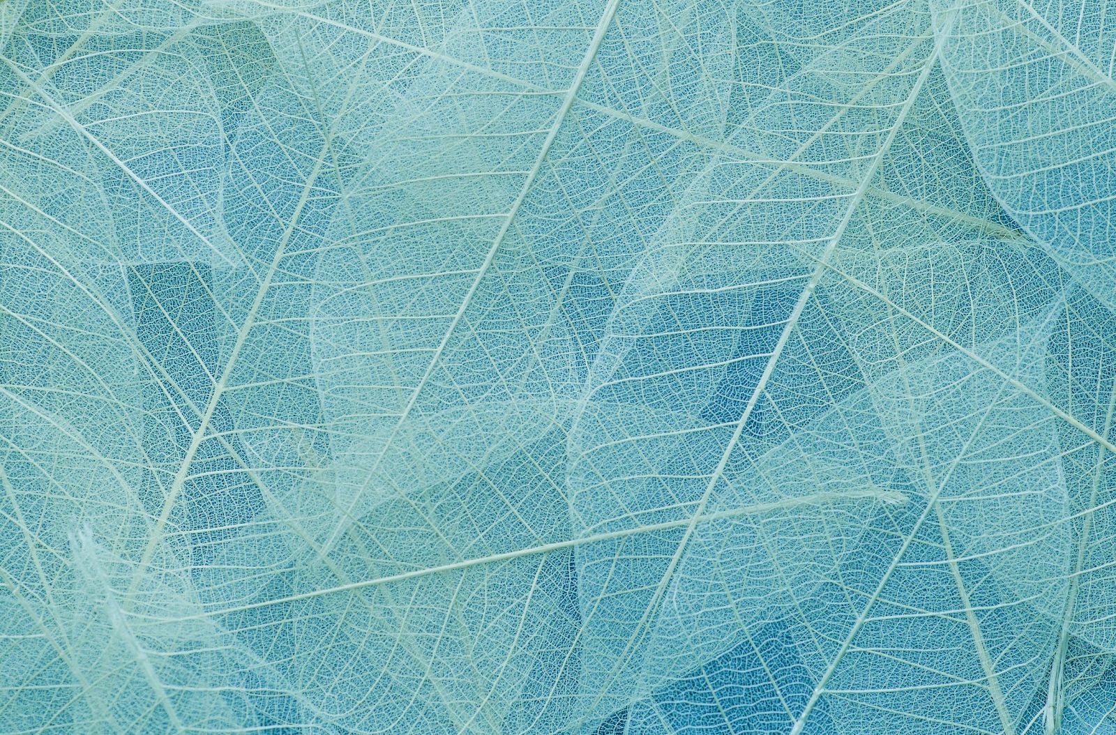 The image shows a background of overlapping translucent leaves in shades of blue and teal, highlighting their intricate vein patterns.